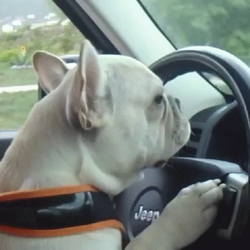 Dog GIF