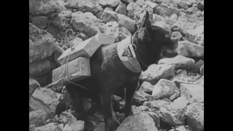 Dog Wwi GIF by US National Archives - Find & Share on GIPHY