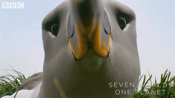 Close Up Beak GIF by BBC Earth