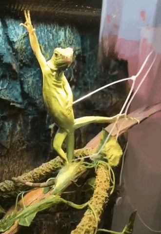 Lizard GIFs - Get the best GIF on GIPHY