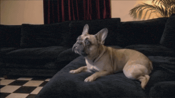 Fatt GIF by FattMack