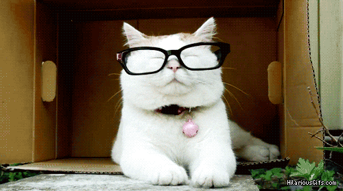  cat glasses frustrated GIF