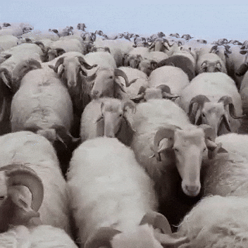 Traffic Jam Sheep GIF