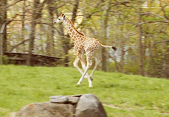 giphy.gif?cid=790b76115d0fe056354a475245ceda0b&rid=giphy.gif