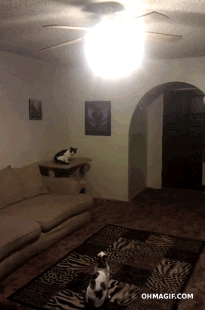 Ceiling Cat Gifs Get The Best Gif On Giphy