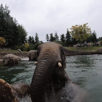 Pool Party Summer GIF by Oregon Zoo
