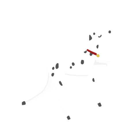 white stuff dog