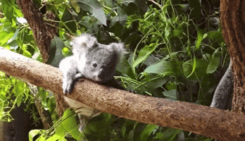 PazarGastrogaleri GIF