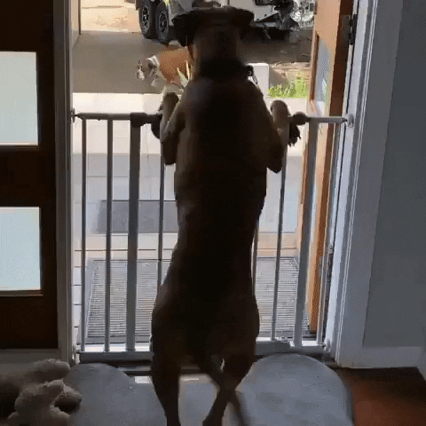 Friends Dogs GIF by MOODMAN - Find & Share on GIPHY