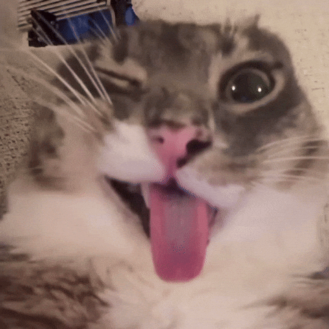 Cat GIF
