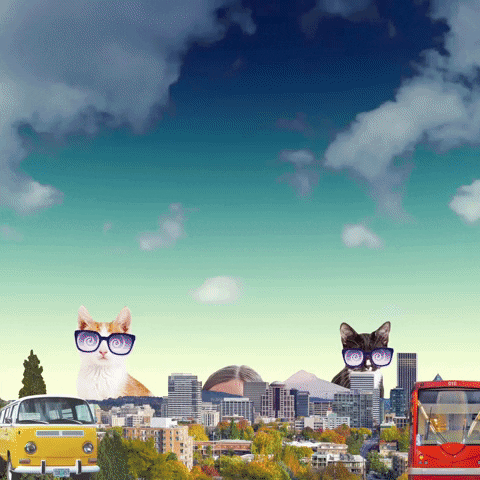 Popcats GIF by Your Cat Backpack