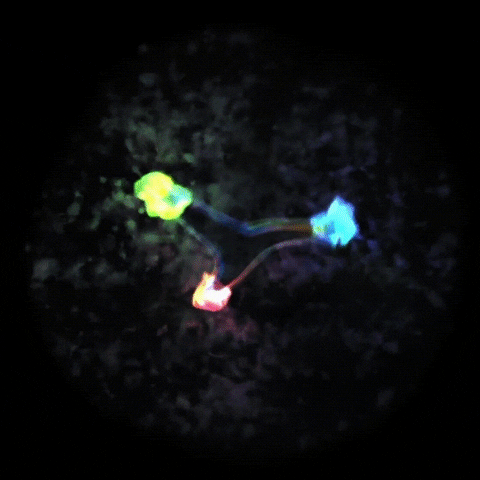 Animated GIF