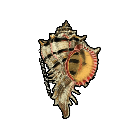 Sea Creature Illustration Sticker by The Wild Curiosity