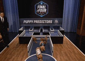 Tonight Show Puppy GIF by The Tonight Show Starring Jimmy Fallon