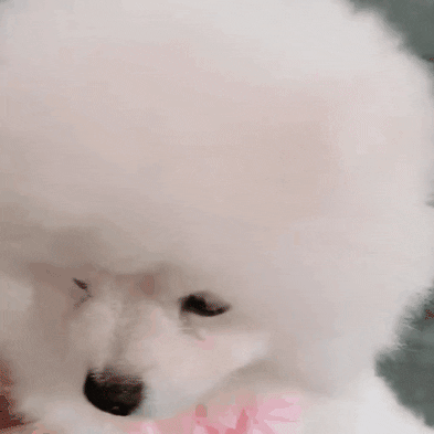 Kawaii GIF