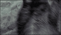 200w.gif