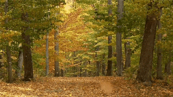 The Forest GIFs - Get the best GIF on GIPHY