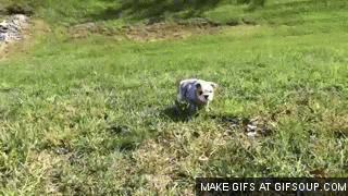 giphy.gif