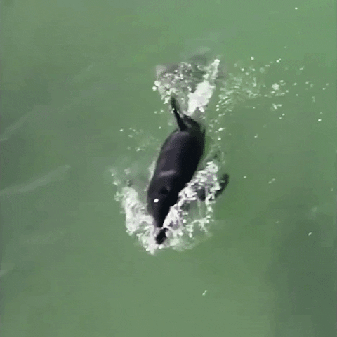 United States Dolphin GIF by Storyful