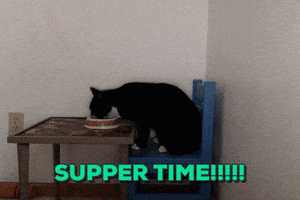 chipmunk  GIF