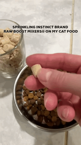 Cat Food GIF by thecatball