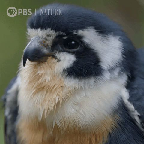 Close Up Bird GIF by Nature on PBS