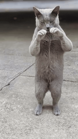 Cat Greycat GIF by memoment
