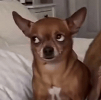 Dog Flop GIF
