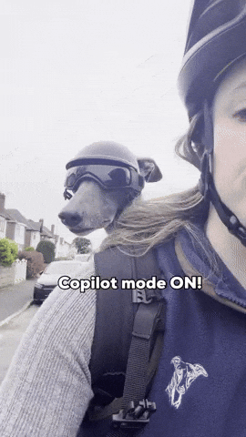 Whippet GIF