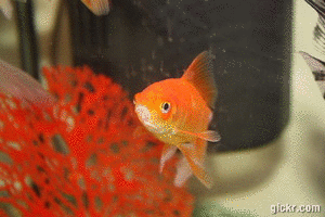 anong pwedeng i  pangalan sa goldfish