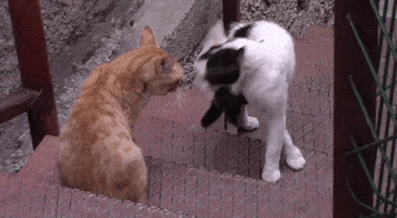 Cat GIF