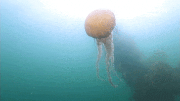 Ocean Sea GIF by Monterey Bay Aquarium