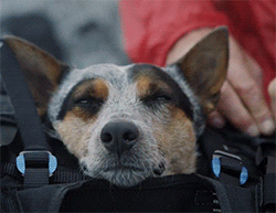 dog parachute GIF by HuffPost