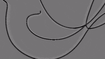 The Pink Finch GIF