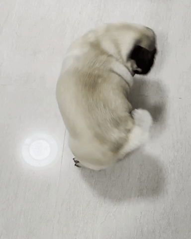 Dog GIF
