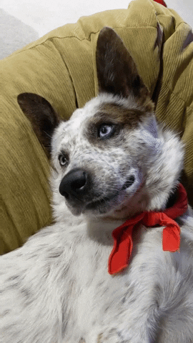Blue Eyes Dog GIF by GIPHY Engineer #3422