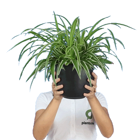 plantsome Sticker