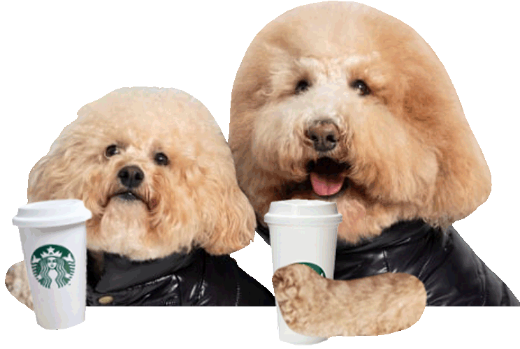 Dog Coffee Sticker for iOS & Android GIPHY