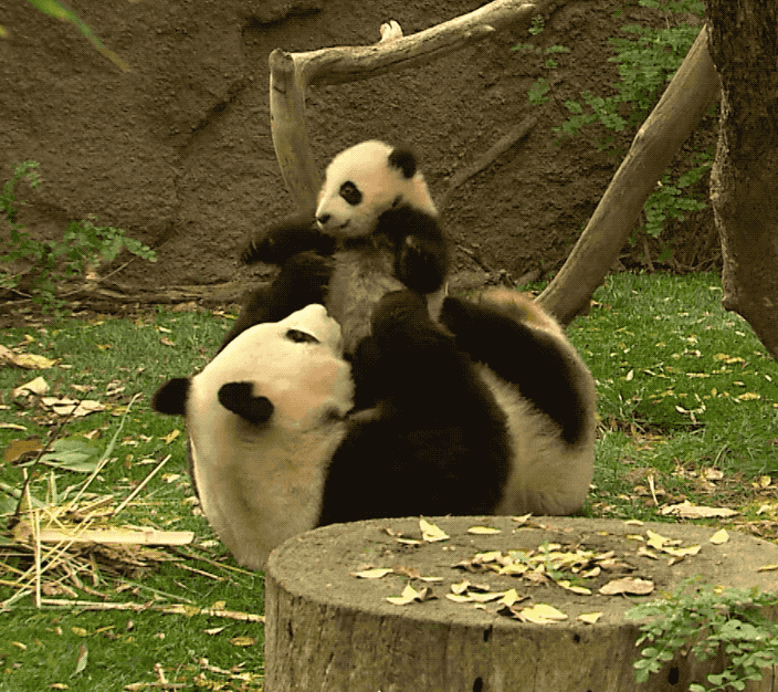 Panda Bear Gifs Get The Best Gif On Giphy