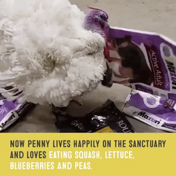 Farm Sanctuary Eating GIF by Mercy For Animals