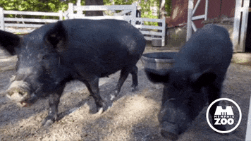 Hungry Food GIF by Memphis Zoo