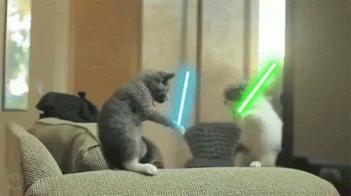 Funny Cats GIF by memecandy - Find & Share on GIPHY
