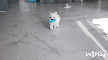 Dog GIF
