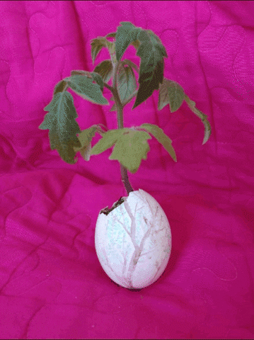 Plant Egg GIF