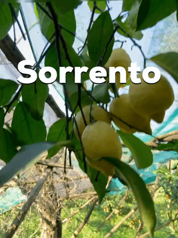 Lemon GIF by About Sorrento