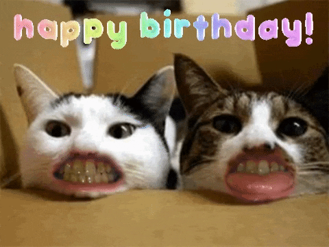 Featured image of post Happy Birthday Gif Cat And Dog Find funny gifs cute gifs reaction gifs and more