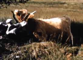 CRDI vaca caw GIF