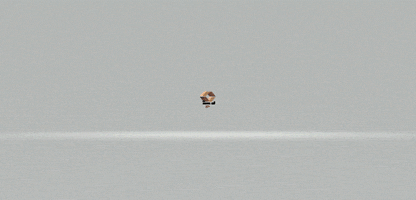 Pisos & Muebles Excell GIF