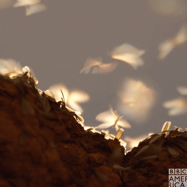 planet earth fly GIF by BBC America