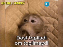 Monkeys GIF